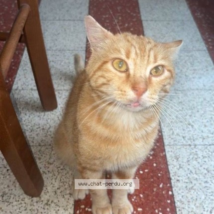 Photo 1/1 tigrou Chat perdu à Le Quesnoy En Artois