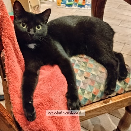 Photo de chat perdu à Eschau
