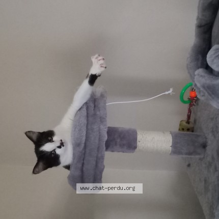 Photo de chat perdu à Clermont Ferrand