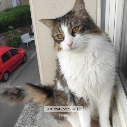 Photo 1/1 milu Chat perdu à Remich