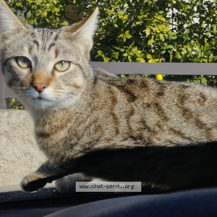 Photo 1/1 Tigrou Chat perdu à Portiragnes