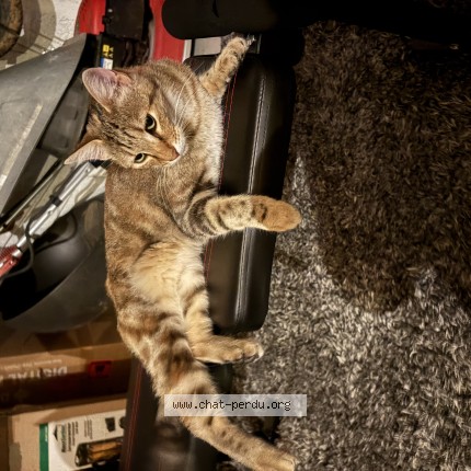 Photo 1/1 Chat trouvé Trouvé à Sainte Foy Les Lyon