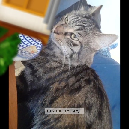 Photo 1/1 champion Chat perdu à Paris