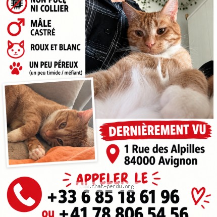 Photo 1/1 Paquito Chat perdu à Avignon