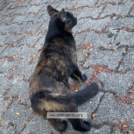 Photo de chat trouvé à Le Bourget Du Lac