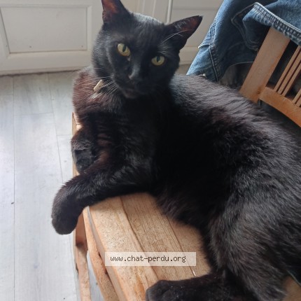 Photo 1/1 Chat retrouvé Perdu à Cholet