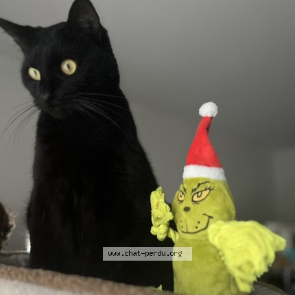 Photo de chat perdu à Douai