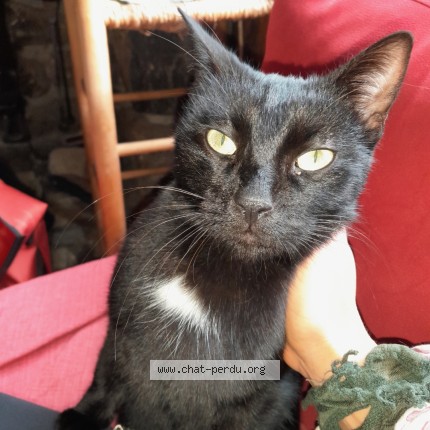 Photo de chat perdu à Saint Martin D Uriage