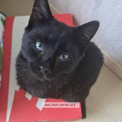 Photo de chat perdu à Voisins Le Bretonneux