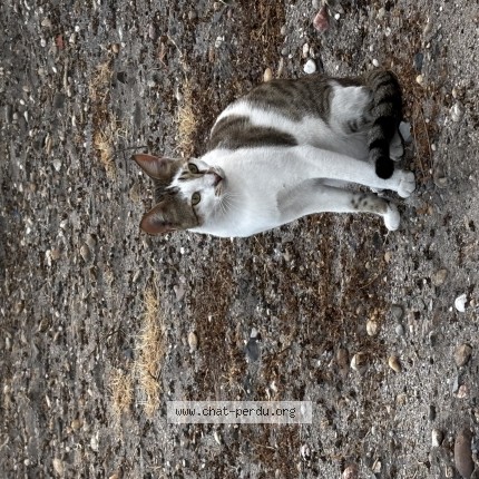Photo de chat trouvé à Saint Medard D Eyrans