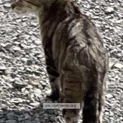 Photo 1/1 Chat trouvé Trouvé à Villeneuve D Ascq