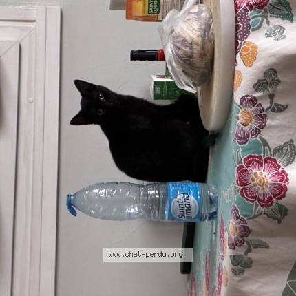 Photo de chat trouvé à Paris