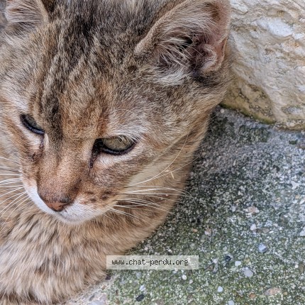 Photo de chat perdu à Nimes