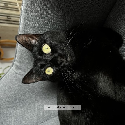 Photo de chat perdu à Giromagny