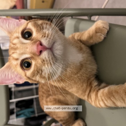 Photo de chat trouvé à Pantin