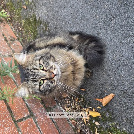 Photo de chat trouvé à Vitry En Artois