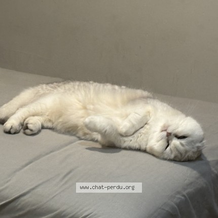 Photo 1/1 Muezza Chat perdu à Cannes