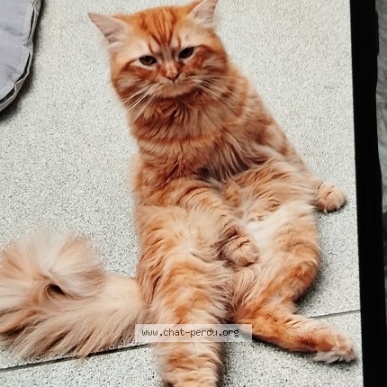 Photo de chat perdu à Volgelsheim