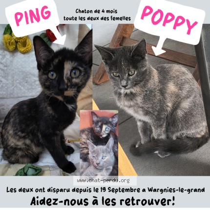 Photo 1/1 Ping Chat perdu à Wargnies Le Grand