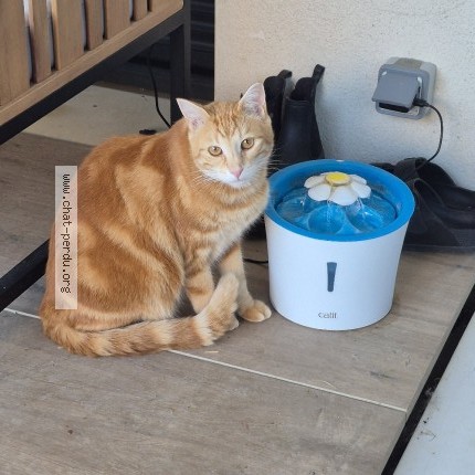 Photo de chat perdu à Ahuy