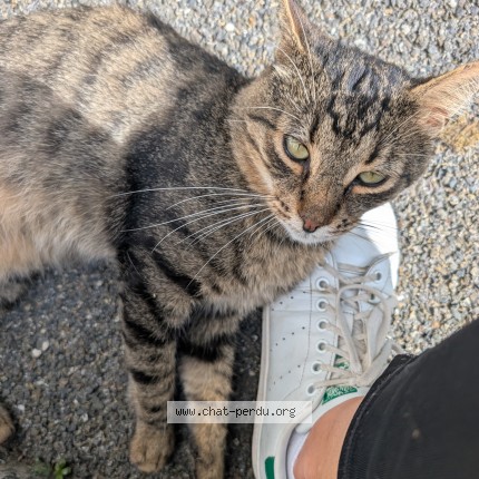 Photo de chat perdu à Urcuit