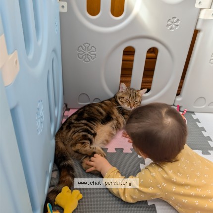 Photo de chat perdu à Les Sables D Olonne