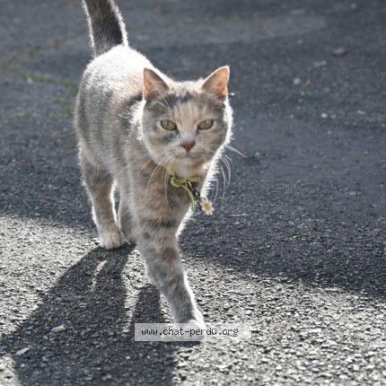 Photo de chat perdu à Arpajon