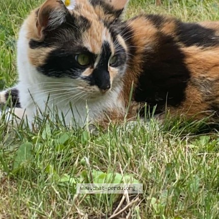Photo de chat perdu à Montmerle Sur Saone