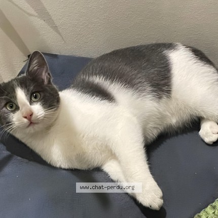 Photo de chat perdu à Yvre L Eveque