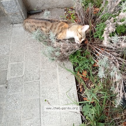 Photo 1/1 Chat trouvé Trouvé à Pantin