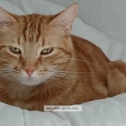 Photo de chat perdu à Antibes
