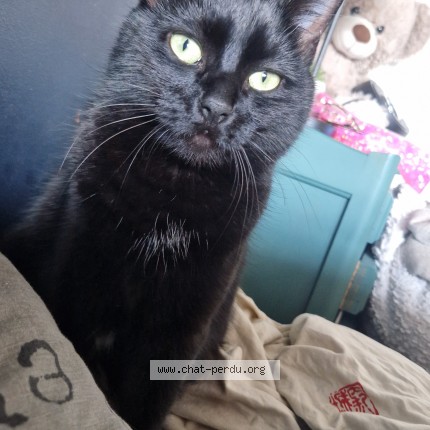 Photo de chat perdu à Moulis En Medoc
