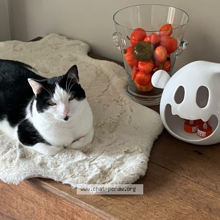 Photo de chat perdu à Merignac