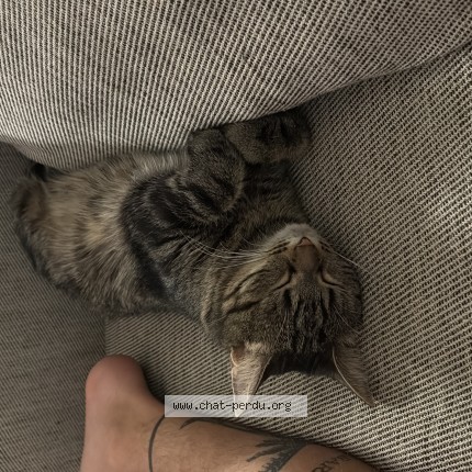 Photo 1/1 winnie Chat perdu à Colomiers