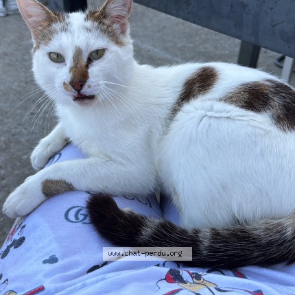 Photo de chat perdu à Saint Antoine Du Rocher