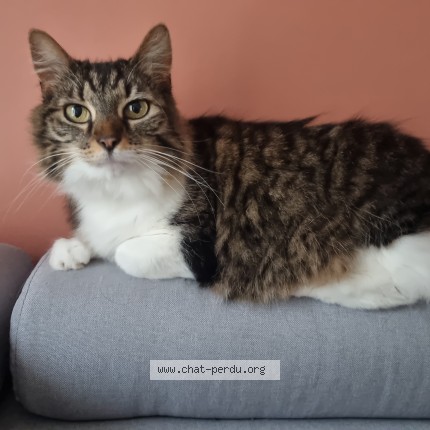 Photo de chat perdu à Saint Urbain
