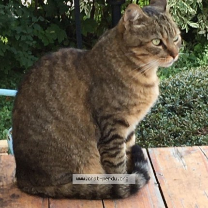 Photo de chat trouvé à Bluffy