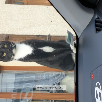 Photo 1/1 Pantoufle Chat perdu à Chatillon Sur Oise