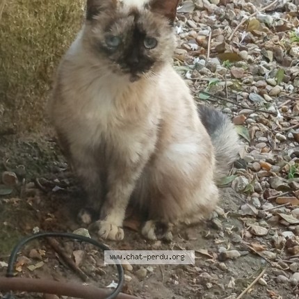 Photo de chat trouvé à Valloire Sur Cisse