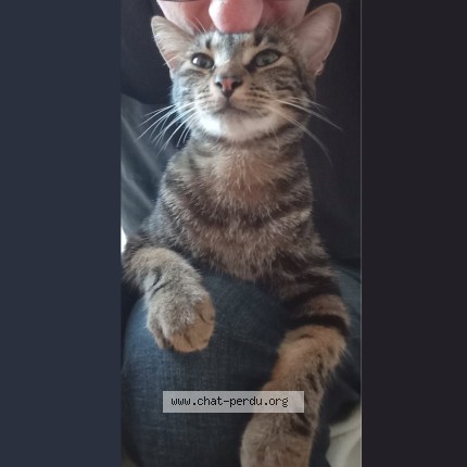 Photo de chat perdu à Bouray Sur Juine