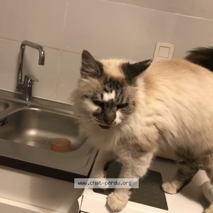 Photo 1/1 Chat trouvé Trouvé à Pabu
