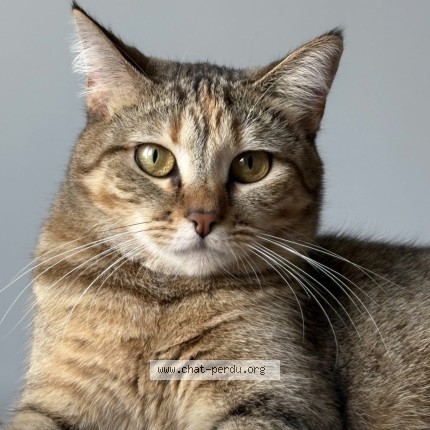 Photo de chat perdu à Argenteuil