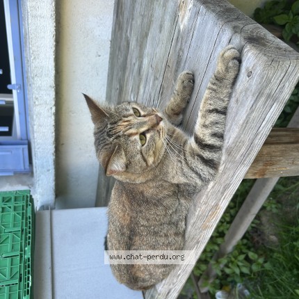 Photo 2/2 yumi Chat perdu à Argenteuil