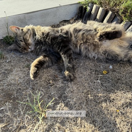 Photo de chat perdu à Cestas