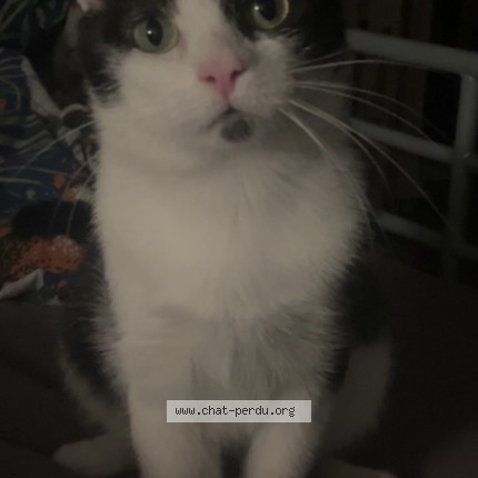 Photo 1/1 Chat retrouvé Perdu à Mundolsheim