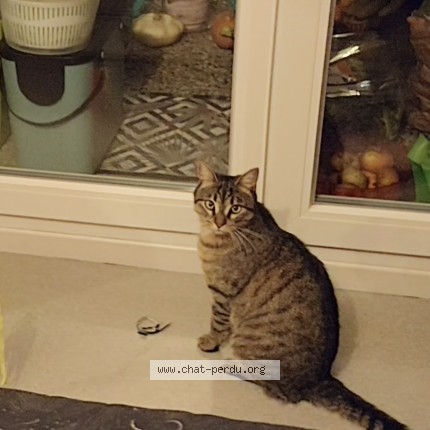 Photo de chat perdu à Besancon