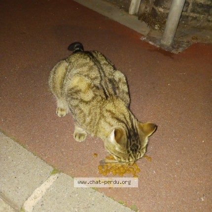Photo de chat trouvé à Tourcoing
