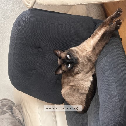 Photo 1/1 jabba Chat perdu à Neuchatel Envoie Mais Ouais Mai
