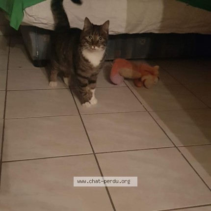 Photo 1/1 Queen Chat perdu à Gonfaron