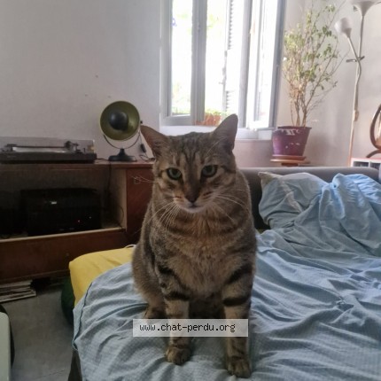 Photo 1/1 Billou ou Billy boy Chat perdu à Marseille